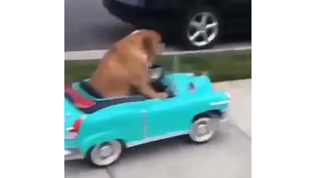 Funny and Cute Bulldog short clips