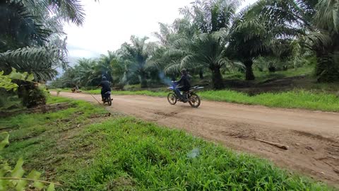 funny and idiot, racing in oil palm plantations