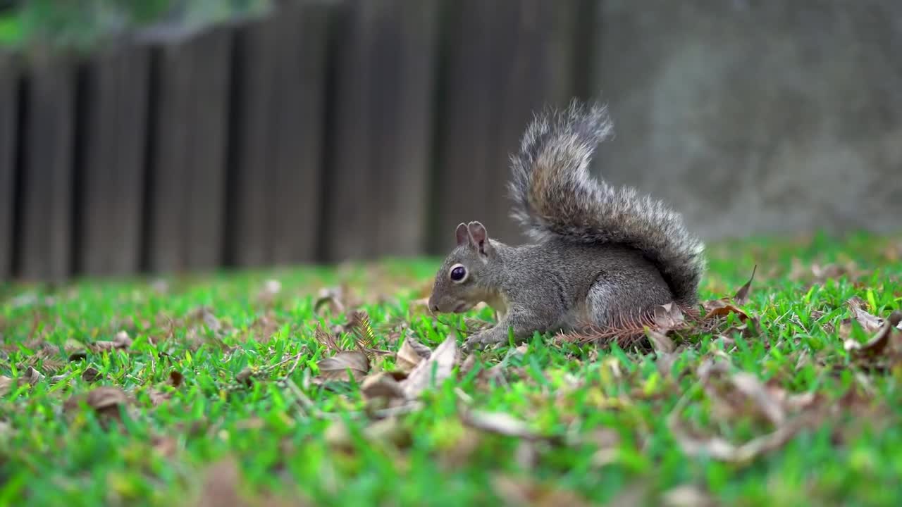 autumn squirrel gnaws nuts