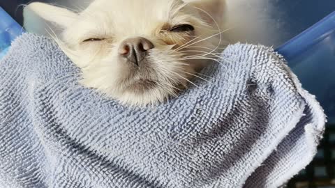 Super Relaxed Doggy Falls Asleep in Bath