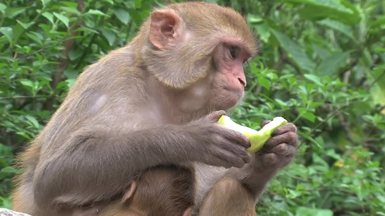 monkey