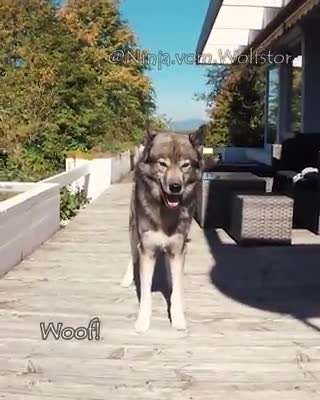 Genius Dog Shows Off A Vast Array Of Tricks