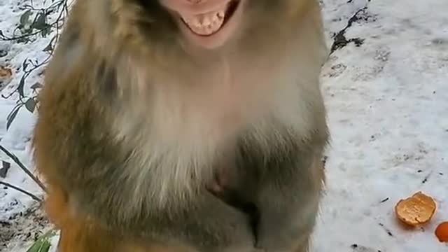 Monkey laughing 😂