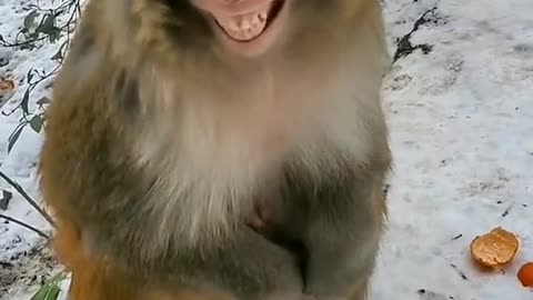 Monkey laughing 😂