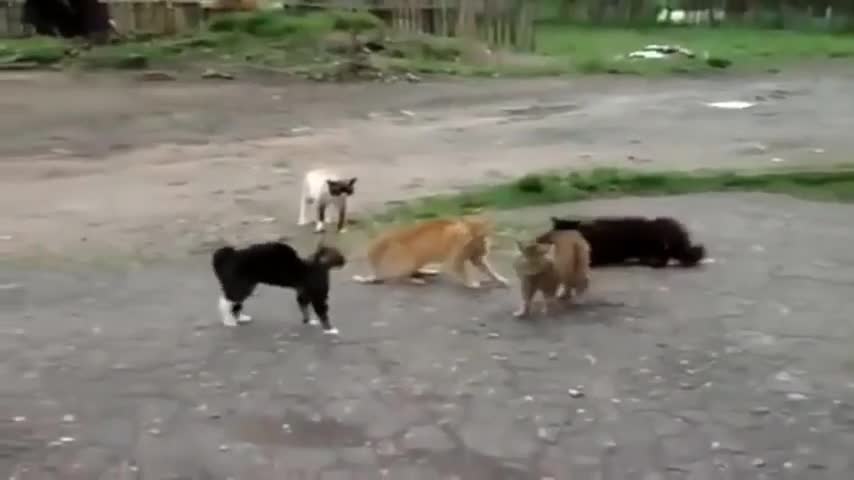 Brigas de gatos