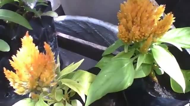 Yellow celosia flower is very beautiful, very different from the others [Nature & Animals]