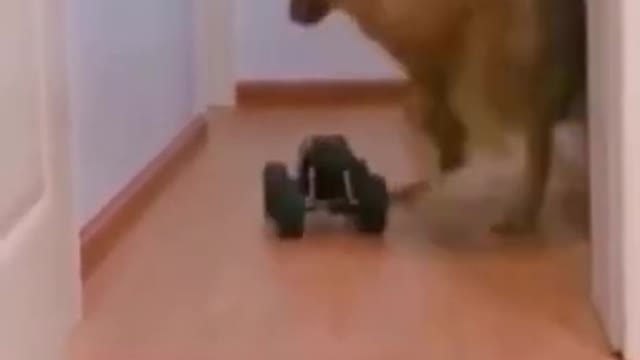 DOG FUNNY try not laugh