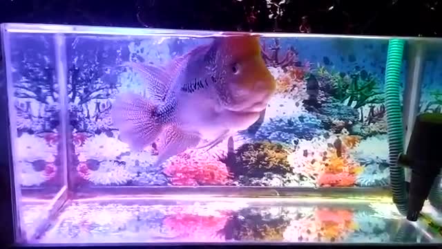 My favorite fish