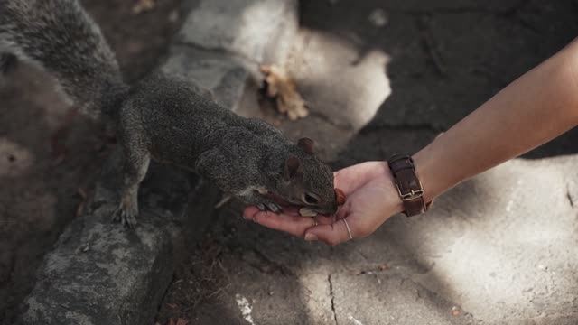 Squirrel eating pistachios