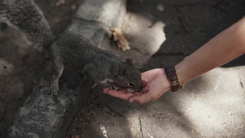 Squirrel eating pistachios