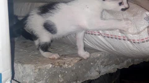 cat cute funny cat baby