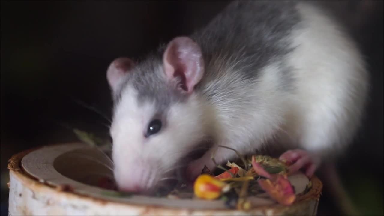 Rat having fun eating food flowers and fruits