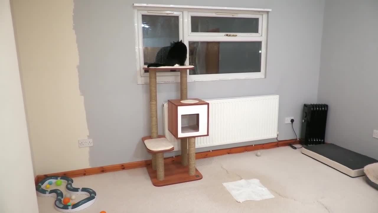 Cat Zoomies