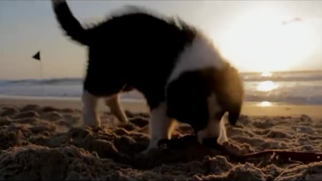cute dogs video😍🐶🐕