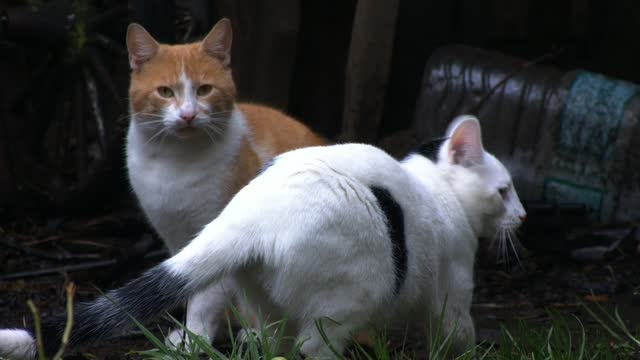 Funny Cat _Cute Cat And Amazing Cat ___#cute cat #viral cat