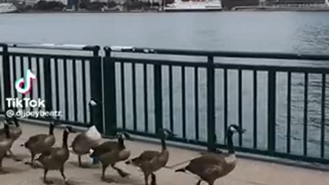 Convoy heading to Ottawa