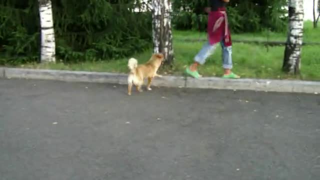 girl scared of dog