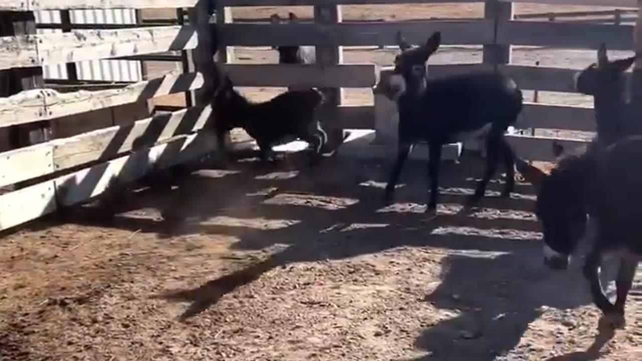 Funny animal Dancing