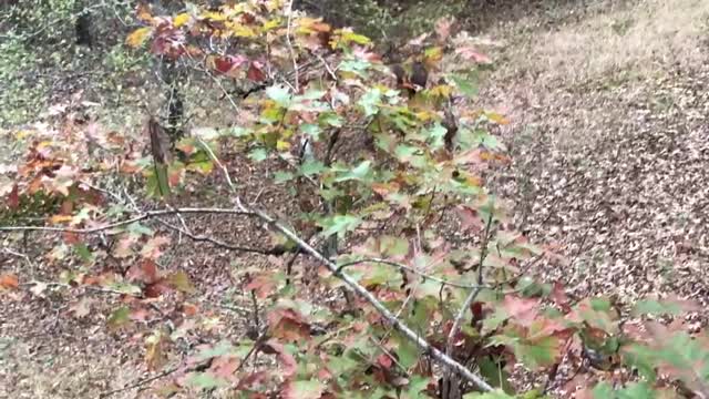 Muzzle Loader Buck Watching