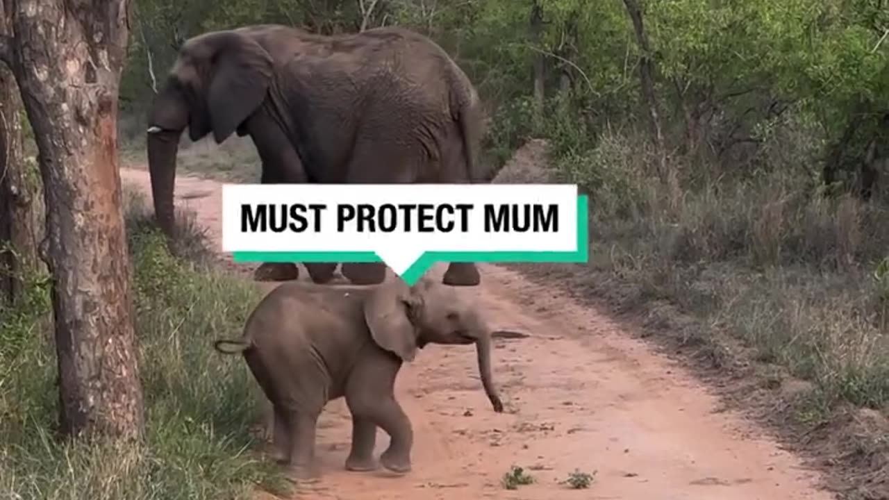 Mother elephant prevents calf from getting too close to tourists