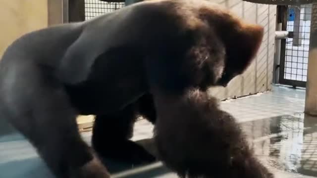 Animals owns the dancing floor😂
