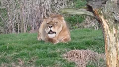 To learn about lion