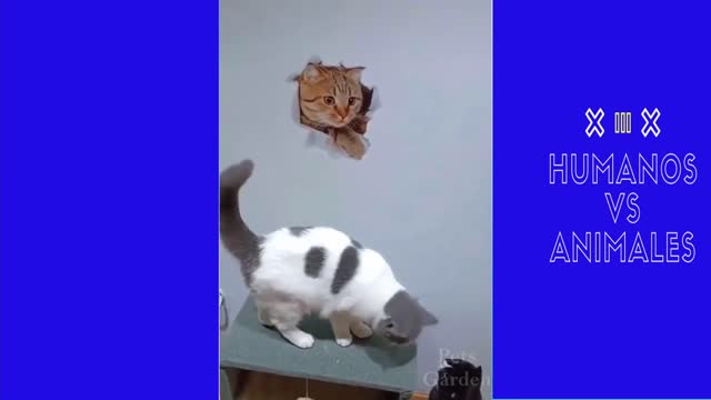 Try not to laugh Cat vs Human challenge!