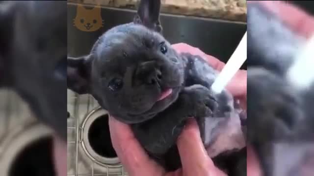 Best of Cute dogs compilation