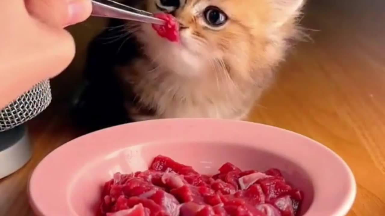 "Cat Antics: Toy Scares and Kitten Milk Mustaches - Funniest Video Compilation"