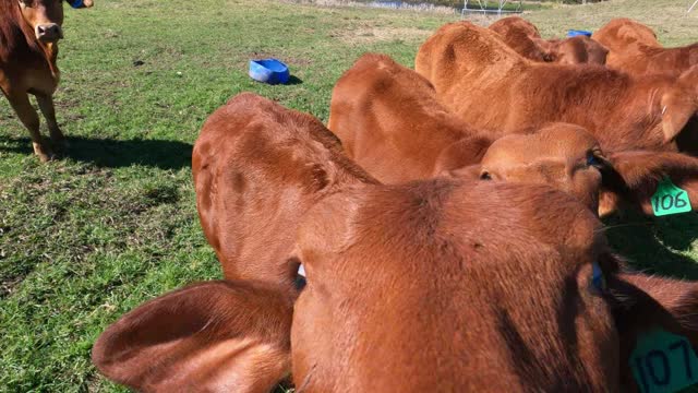 62 - Hand training is over 6 weeks since they were weaned 11. 09. 2022