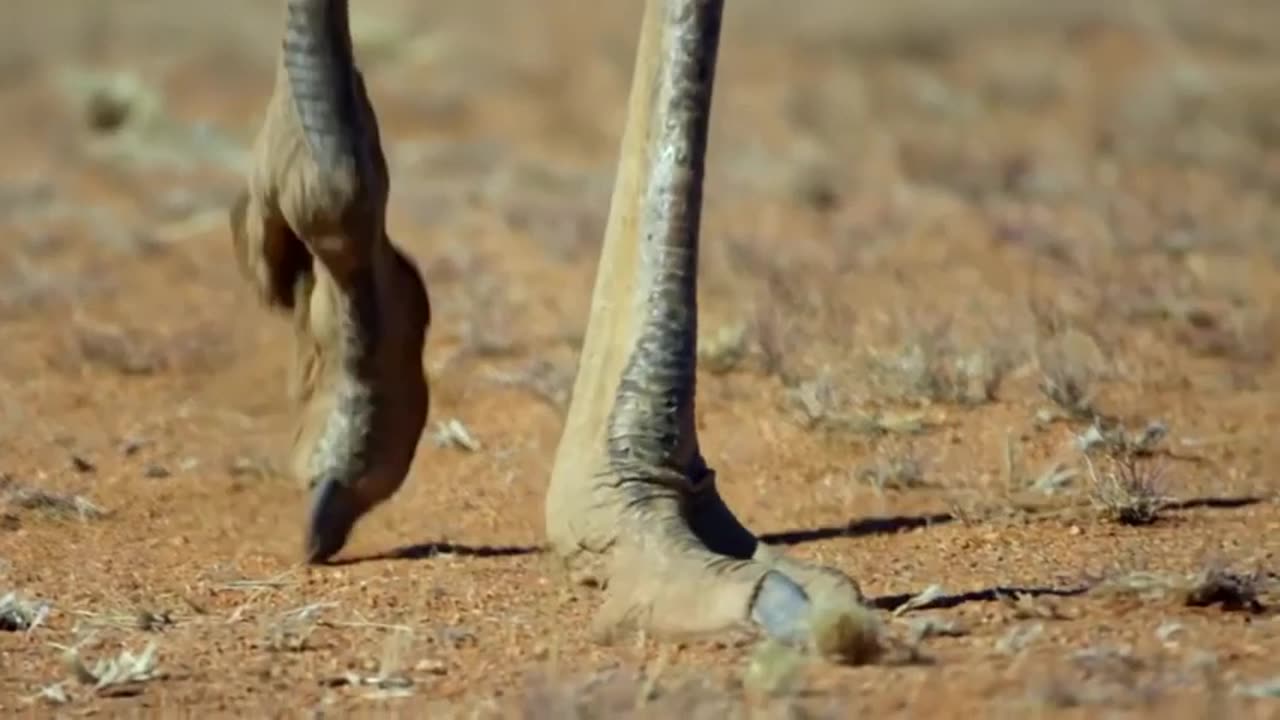 Epic Battle: Mother Ostrich Defends Chicks Against Lions! 🌍🛡️