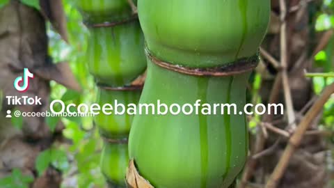 Dwarf Buddha Belly Bamboo Ocoee Bamboo Farm 407-777-4807