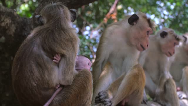 Mother and Baby Monkey