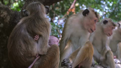 Mother and Baby Monkey