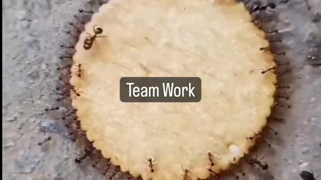 Team work