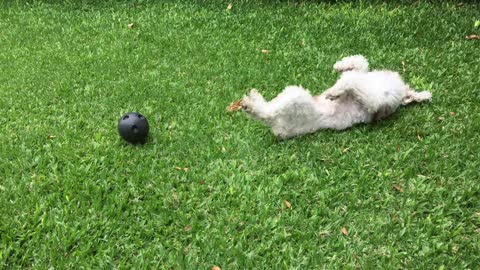 The dog enjoys rubbing his back on the grass