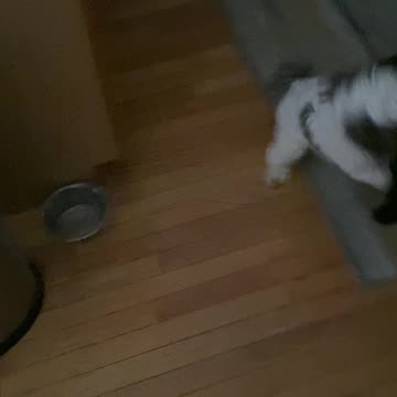 Coal and Duchess death match