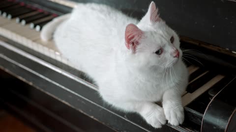 White Cat resting in piano