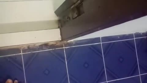 Cobra in a Toilet