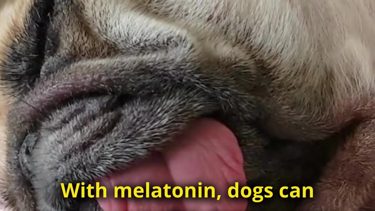 Can You Give Dogs Melatonin?