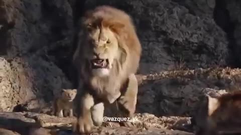 The Lion King