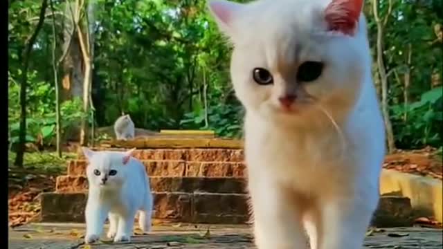 white Cats..