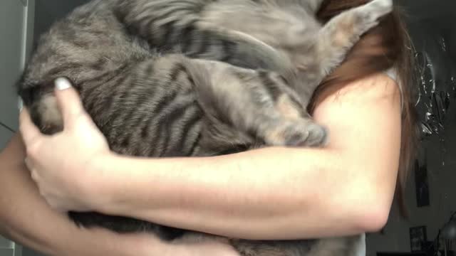 Kitties Claw Their Way Out of a Cuddle