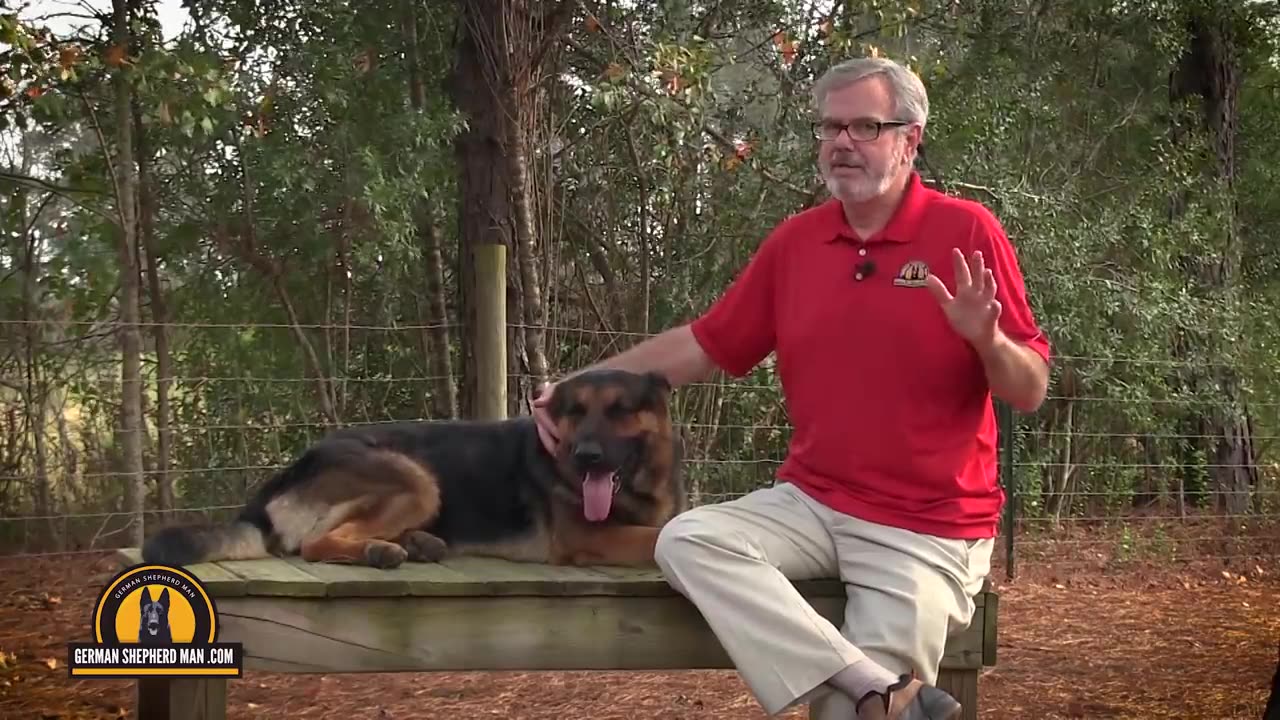 Protecting your German Shepherd hips... VERY IMPORTANT!!! Big Don and GSM