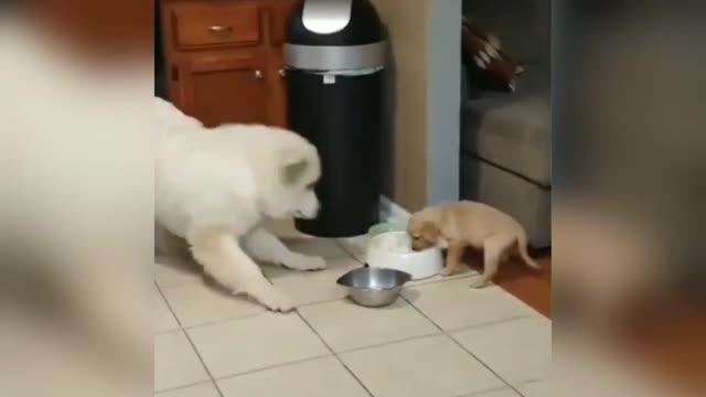 Funny Dog and Puppy video