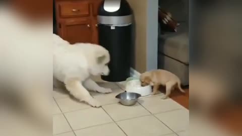 Funny Dog and Puppy video