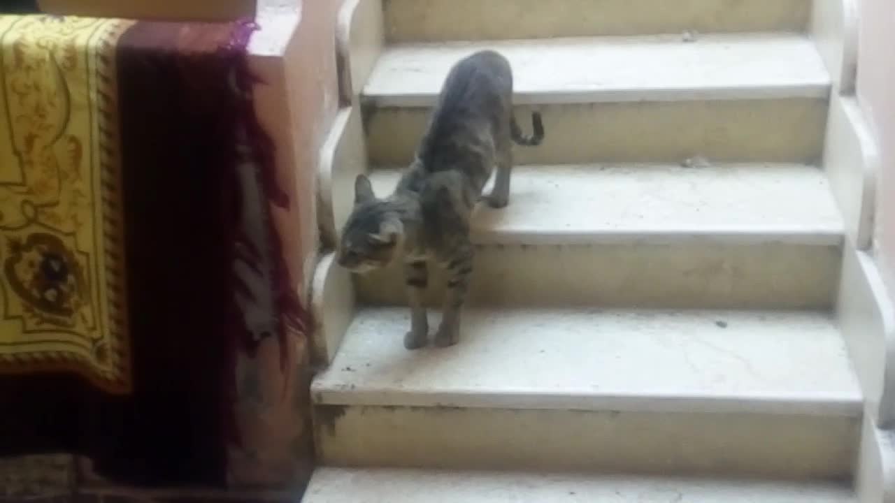 😂funny cats🐱 A cat catches his wife with🐱🐱 two cats