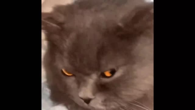 Too fierce! Are you afraid of this cat's expression?