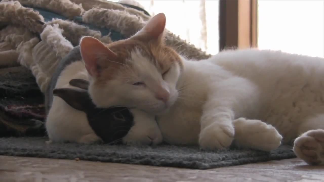 Cat _ Bunny best friends(720P_HD).mp4