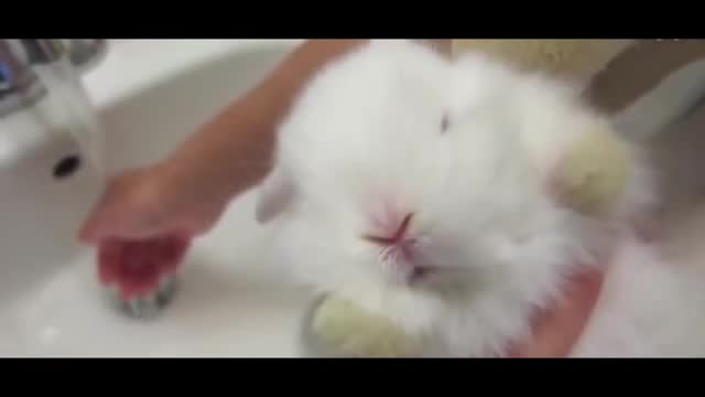 cute little rabbit